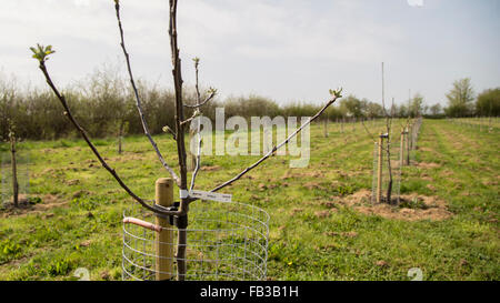 Neue emergent Frühling Zeit Blattwachstum an einem Bäumchen-Baum in einen jungen Apfelbäumen Stockfoto
