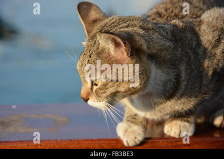 Die böse Katze Stockfoto