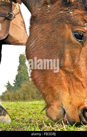 Pferd Essen Rasen, Stockfoto