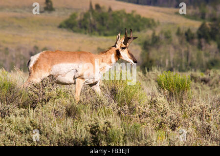 Ein Gabelbock Bock geht durch Beifuß in der Nähe von den Ausläufern des Gebirges Gros Ventre, Grand Teton National Park Stockfoto