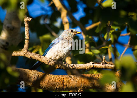 Ein Bluebird sitzt in einem Baum, thront wie sie eine Mahlzeit im Maul in Grand Teton Nationalpark, Wyoming hält. Stockfoto