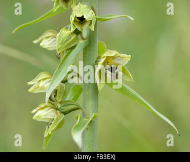 Breitblättrigen Helleborine (Epipactis Helleborine) Nahaufnahme der Blüten. Detail der Blüten dieser Orchidee Stockfoto