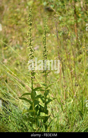 Breitblättrigen Helleborine (Epipactis Helleborine) Pflanze in Blüte. Eine Pflanze in der wildwachsenden Orchideen-Familie Stockfoto