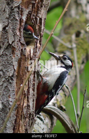 Buntspecht (Dendrocopos großen) Fütterung junger. Ein Elternteil Specht kommt in das Nest mit einem Schnabel voller Lebensmittel Stockfoto