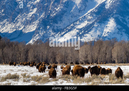 Eine Bison-Herde wandert in Richtung der Snake River und Teton Mountains im Grand-Teton-Nationalpark, Wyoming. Stockfoto