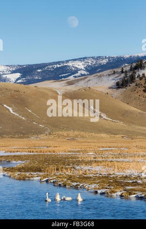 Trumpeter Schwäne schwimmen in Flat Creek in der Nähe von Vollmond steigt über das National Elk Refuge in der Nähe von Jackson, Wyoming. Stockfoto