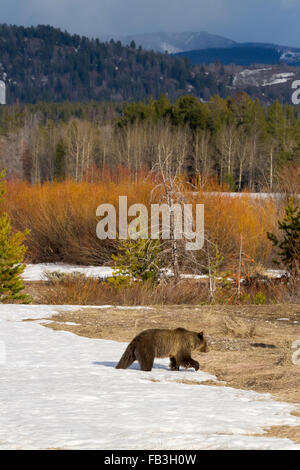 Grizzly Bear #610 des Grand-Teton-Nationalpark, Wyoming führt durch einen Patch von Schnee in Willow Flats. Stockfoto