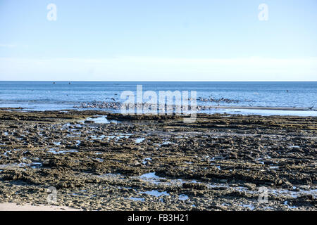 Ebbe mit exponierten Felsen-Fels-Pools & Raserei der Pelikane Tauchen Schule der Fische im Meer hinaus Las Conchas Strand Mexiko Stockfoto