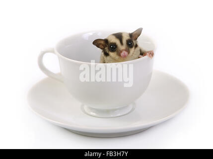 Kleine fliegende Eichhörnchen in weißer Keramik Tasse Kaffee auf weißem Hintergrund. Stockfoto