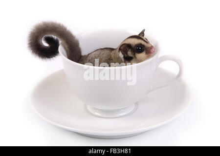Niedliche Flughörnchen in weißer Keramik Tasse Kaffee auf weißem Hintergrund. Stockfoto