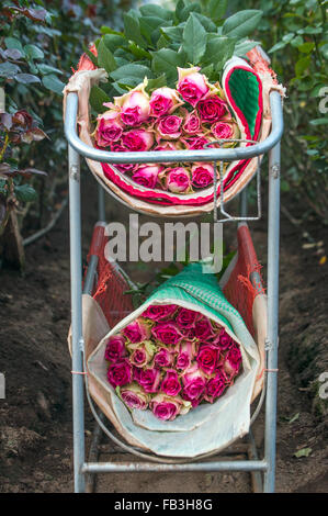 Rosen-Ernte, Plantage in Tumbaco, Cayambe, Ecuador, Südamerika Stockfoto