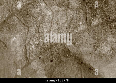 Sepia-Farbton verschwommen Makro Hintergrund welkes Blatt, Fokus auf die Bildmitte, Nahaufnahme, Blatt Vene. Stockfoto