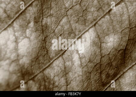 Sepia-Farbton verschwommen Makro Hintergrund welkes Blatt, Fokus auf die Bildmitte, Nahaufnahme, Blatt Vene. Stockfoto