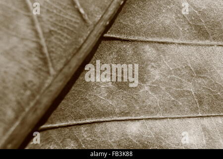 Sepia-Farbton verschwommen Makro Hintergrund welkes Blatt, Fokus auf die Bildmitte, Nahaufnahme, Blatt Vene. Stockfoto