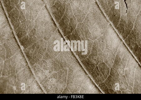 Sepia-Farbton verschwommen Makro Hintergrund welkes Blatt, Fokus auf die Bildmitte, Nahaufnahme, Blatt Vene. Stockfoto