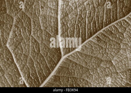 Sepia-Farbton verschwommen Makro Hintergrund frisches Blatt, Fokus auf die Bildmitte, Nahaufnahme, Blatt Vene. Stockfoto