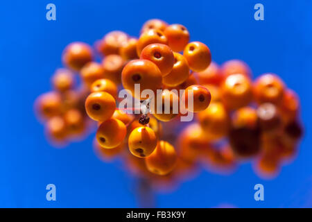 Malus Zumi 'Professor Sprenger', Crab Apple. Reife Frucht auf blattlosen Zweigen im winter Stockfoto