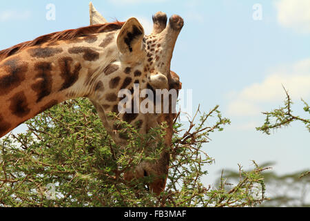 Eine Giraffe, die demonstrieren, wie es Blätter vom Akazienbaum dornigen zu fressen Stockfoto