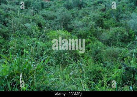 Ein Dschungel-Wald in Uganda mit mehreren Arten von Bäumen und Pflanzen in grün. Stockfoto