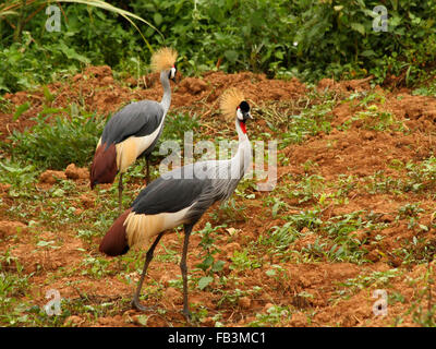 Zwei graue gekrönte Kräne, Balearica Regulorum in Uganda Stockfoto