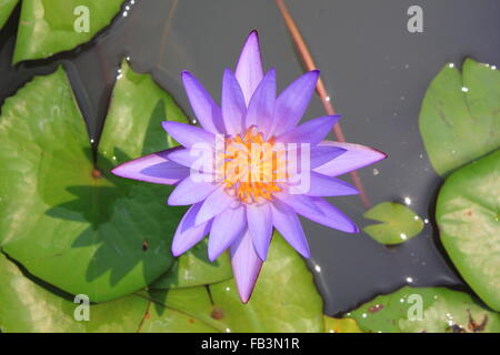 schöne lila Seerose im Garten Stockfoto