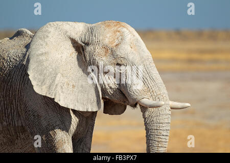 Afrikanischer Elefant (Loxodonta Africana) Schlamm, Etosha Nationalpark, Namibia Stockfoto