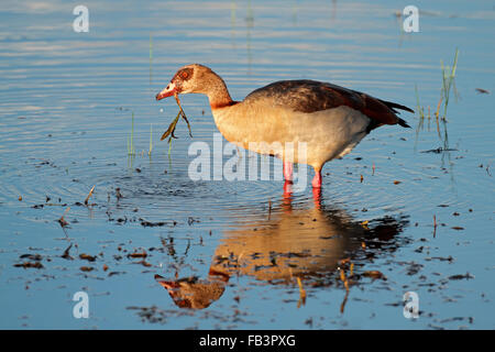 Nilgans (Alopochen Aegyptiacus) auf Nahrungssuche im flachen Wasser, Südafrika Stockfoto