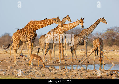 Giraffe Herde (Giraffa Plancius) an einer Wasserstelle, Etosha Nationalpark, Namibia Stockfoto