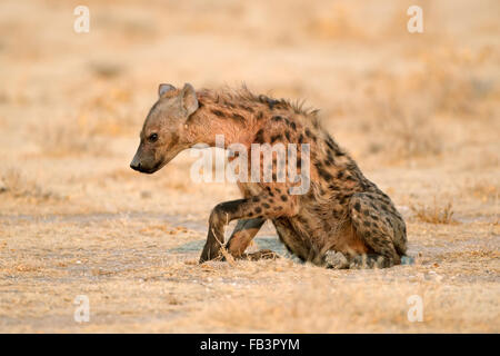 Entdeckt von Hyänen (Crocuta Crocuta), Etosha Nationalpark, Namibia Stockfoto