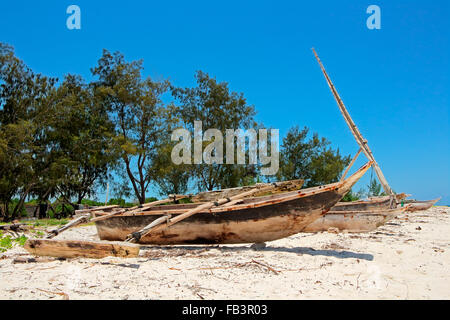 Hölzerne Segelboote (Dhaus) und Bäume auf einem tropischen Strand von Sansibar Stockfoto