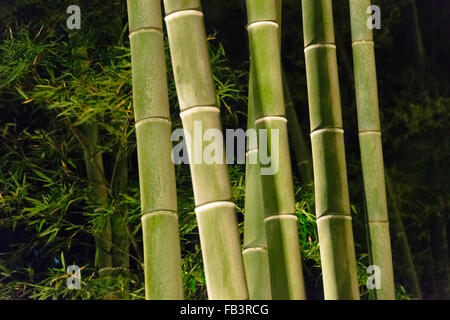 Nachtansicht des beleuchteten Bambuswald hinter Tenryuji Tempel in Arashiyama während Hanatoro, Kyoto, Japan Stockfoto