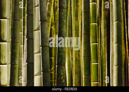 Nachtansicht des beleuchteten Bambuswald hinter Tenryuji Tempel in Arashiyama während Hanatoro, Kyoto, Japan Stockfoto