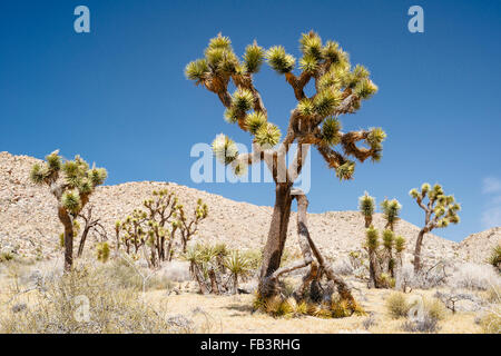 Joshua Bäume in Yucca Valley, in der Nähe von Joshua Tree Nationalpark, Kalifornien Stockfoto