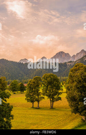 Tal der Ramsau, Bäume Acer Pseudoplatanus, Steiermark, Österreich, Ramsau Stockfoto