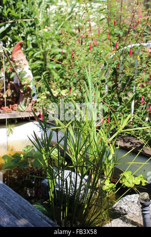 Wassergarten Stockfoto