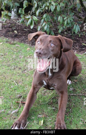 Lustiger Hund Stockfoto