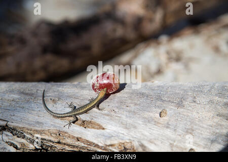 Foto von einem kleinen Gecko Essen eine Traube auf Dunk Island, Queensland, Australien. Stockfoto