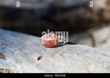 Foto von einem kleinen Gecko Essen eine Traube auf Dunk Island, Queensland, Australien. Stockfoto