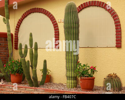 Acti-Garten neben einer Adobe-Stilhaus in Tucson, Arizona, USA Stockfoto