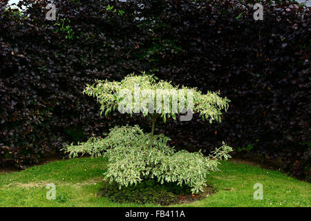 Fagus Sylvatica Purpurea Hecke Cornus Controversa Variegata Kontrast Contrsating Farbe Laubbäume Garten RM Floral Stockfoto