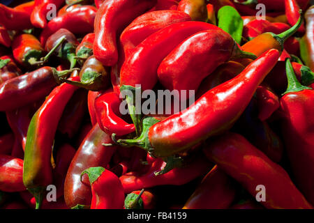 Indian Red Chili Stockfoto