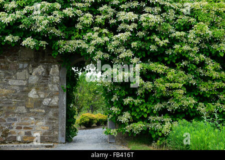 Hydrangea Anomala Subsp Kletter Klettern Hortensien ummauerten Gartentor Tor Abdeckung bedeckt Blume Blüte RM Floral Stockfoto