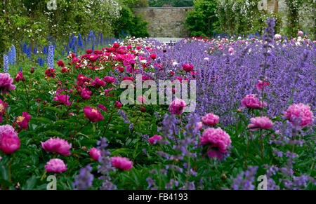 Doppelrand krautartig Pfingstrose Paeonia Nepeta Delphinium Rosa weißen Rambler Pauls Himalayan Musk Pfad mount Congreve Gardens Stockfoto