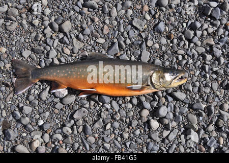 Trophäe-Angeln - Saibling. Ein großer Fisch mit leuchtenden Farben liegt auf der Flusskiesel. Stockfoto