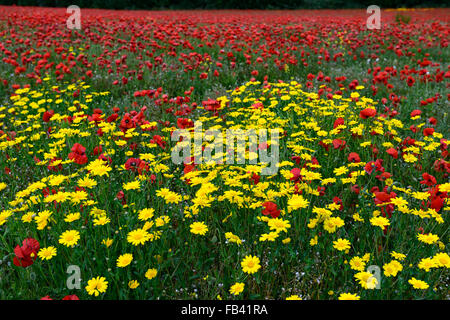 Papaver Rhoeas gemeinsamen Mohn Chrysanthemum Segetum Mais Marigold gelbe rote Blume Blumen Wildblumen Feld Mohn RM Floral Stockfoto