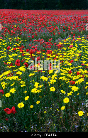 Papaver Rhoeas gemeinsamen Mohn Chrysanthemum Segetum Mais Marigold gelbe rote Blume Blumen Wildblumen Feld Mohn RM Floral Stockfoto