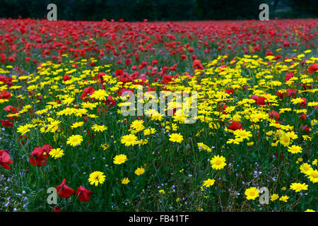 Papaver Rhoeas gemeinsamen Mohn Chrysanthemum Segetum Mais Marigold gelbe rote Blume Blumen Wildblumen Feld Mohn RM Floral Stockfoto