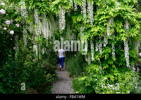 Weiße Wisteria Sinensis Bogen gewölbten Pergola Tunnel Blume Blumen Spaziergang Gehweg Abdeckung abgedeckt blühenden Kletterer Frühling RM Floral Stockfoto