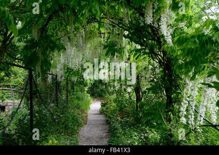 Weiße Wisteria Sinensis Bogen gewölbten Pergola Tunnel Blume Blumen Spaziergang Gehweg Abdeckung abgedeckt blühenden Kletterer Frühling RM Floral Stockfoto