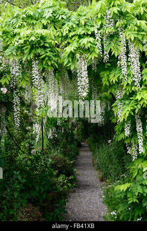 Weiße Wisteria Sinensis Bogen gewölbten Pergola Tunnel Blume Blumen Spaziergang Gehweg Abdeckung abgedeckt blühenden Kletterer Frühling RM Floral Stockfoto